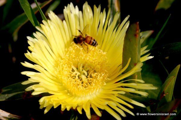 Flowers in Israel